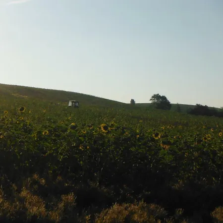 Sonneneck *